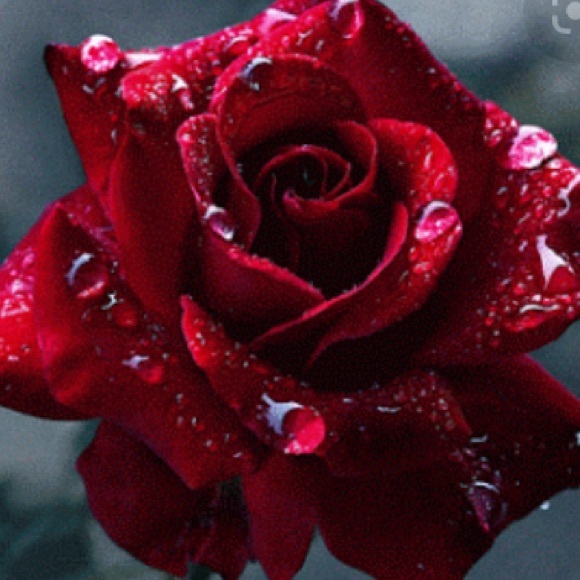 Meet your Posher, Rosie - Picture 1 of 1